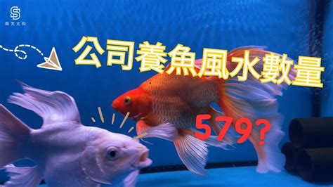 魚要養幾條|養風水魚數量攻略：命格五行對應養魚條數 